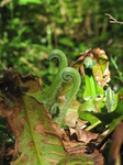 SX14158 Two young curled up shoots of ferns.jpg